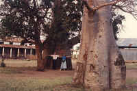 5_Large_Tree_trunk_in_Africa.jpg (61926 bytes)